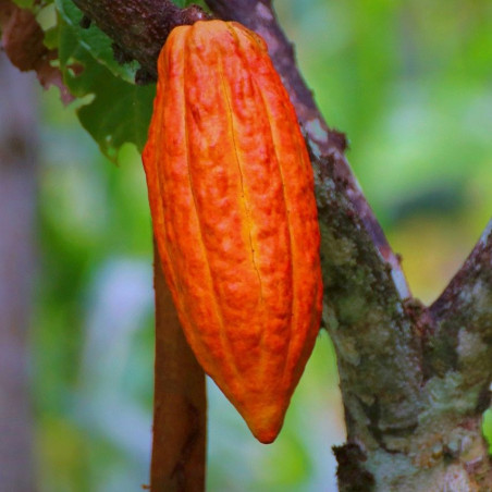 1 Cabosse de Cacao fraîche cacaoyer arbre à chocolat Theobroma cacao