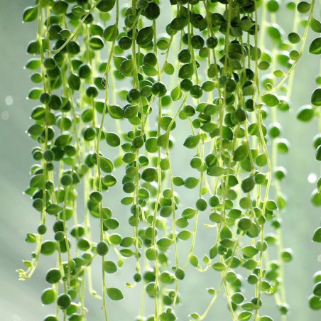 Babyplante String Of Pearls Senecio Rowleyanus Mini Plante Cactus