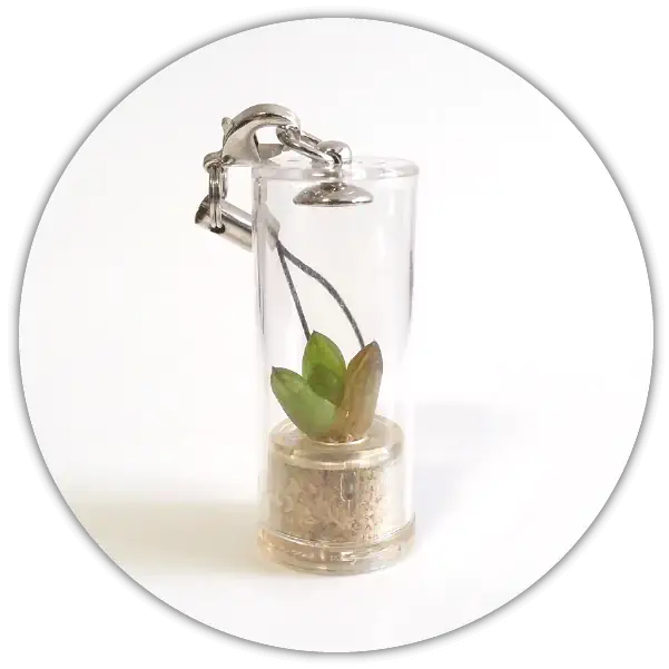 Capsule cylindre pour cette babyplante mini plante de poche