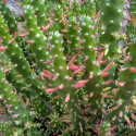 Austrocylindropuntia subulata ou Opuntia petite plante cactus miniature
