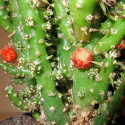 Austrocylindropuntia subulata ou Opuntia plante floraison fleurs de cactus