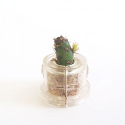 Babyplante Golden Marble Mini plante cactus porte clé personnalisable