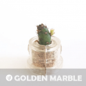 Babyplante Golden Marble - Mini plante cactus