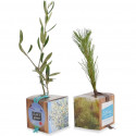 Cube Arbre, plant d'arbre objet publicitaire, cadeau séminaire entreprise, incentive, écologique, communication