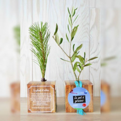 Cube Arbre, plant d'arbre objet publicitaire, cadeau séminaire entreprise, incentive, écologique, communication