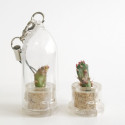 Babyplante Golden Marble - Mini plante cactus porte clé
