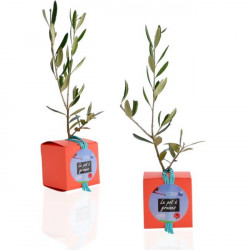 Cube Arbre, plant d'arbre objet publicitaire, cadeau séminaire entreprise, incentive, écologique, communication
