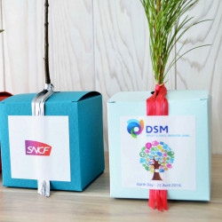 Cube Arbre, plant d'arbre objet publicitaire, cadeau séminaire entreprise, incentive, écologique, communication