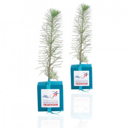 Cube Arbre, plant d'arbre objet publicitaire, cadeau séminaire entreprise, incentive, écologique, communication
