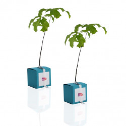 Cube Arbre, plant d'arbre objet publicitaire, cadeau séminaire entreprise, incentive, écologique, communication