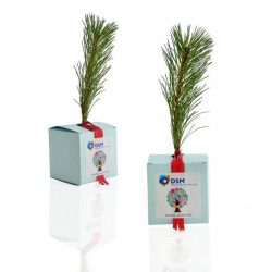 Cube Arbre, plant d'arbre objet publicitaire, cadeau séminaire entreprise, incentive, écologique, communication