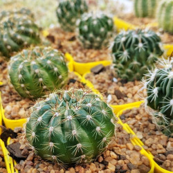 Cactus Parodia Notocactus Ottonis Echinocactus Malacocarpus Peronocactus Cactaceae