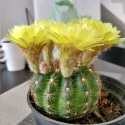 Cactus Parodia Notocactus Ottonis Echinocactus Malacocarpus Peronocactus Cactaceae fleurs jaunes