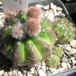 Cactus Parodia Notocactus Ottonis Echinocactus Malacocarpus Peronocactus Cactaceae