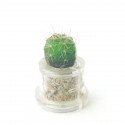 Babyplante Green Cactus mini plante cactus Parodia Notocactus Ottonis