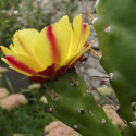 Babyplante Golden Marble - Opuntia monacantha - cactus fleurs