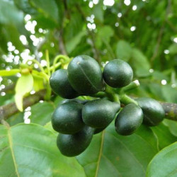 graines Ylang Ylang Cananga odorata Canangium odoratum King fleur des fleurs Perfume Tree