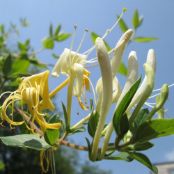 Ylang Ylang Cananga odorata Canangium odoratum King fleur des fleurs Perfume Tree