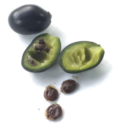 graines Ylang Ylang Cananga odorata Canangium odoratum King fleur des fleurs Perfume Tree