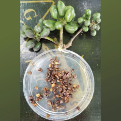 graines Ylang Ylang Cananga odorata Canangium odoratum King fleur des fleurs Perfume Tree