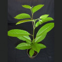 plant Ylang Ylang Cananga odorata Canangium odoratum King fleur des fleurs Perfume Tree