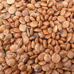 graines Ylang Ylang Cananga odorata Canangium odoratum King fleur des fleurs Perfume Tree