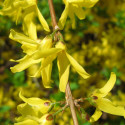 Ylang Ylang Cananga odorata Canangium odoratum King fleur des fleurs Perfume Tree