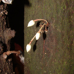 Cacaoyer, Cocoa, Cacao, Arbre à chocolat, chocolate tree, God’s tree, pyé kako, gwo kako, Theobroma, Sterculiaceae