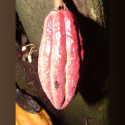 Cabosse, Cacaoyer, Cocoa, Cacao, Arbre à chocolat, chocolate tree, God’s tree, pyé kako, gwo kako, Theobroma, Sterculiaceae