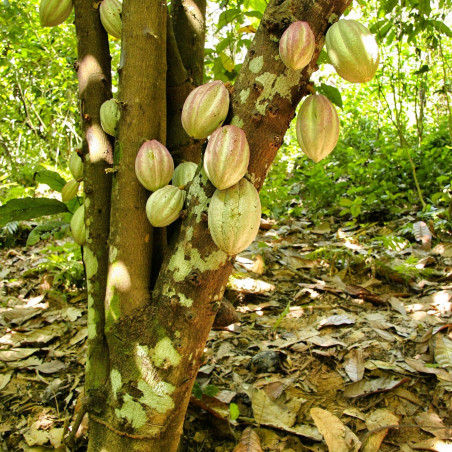 Cacaoyer, Cocoa, Cacao, Arbre à chocolat, chocolate tree, God’s tree, pyé kako, gwo kako, Theobroma, Sterculiaceae