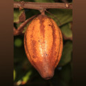 Cabosse, Cacaoyer, Cocoa, Fève Cacao, Arbre à chocolat, chocolate tree, God’s tree, pyé kako, gwo kako, Theobroma, Sterculiaceae