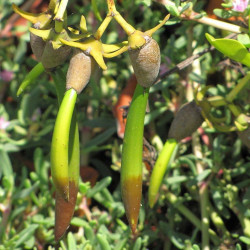 Palétuvier rouge, mangle-chandelle, Rhizophora mangle, Arbre roi de la mangrove, tiri wai, togo, apareiba, candelón