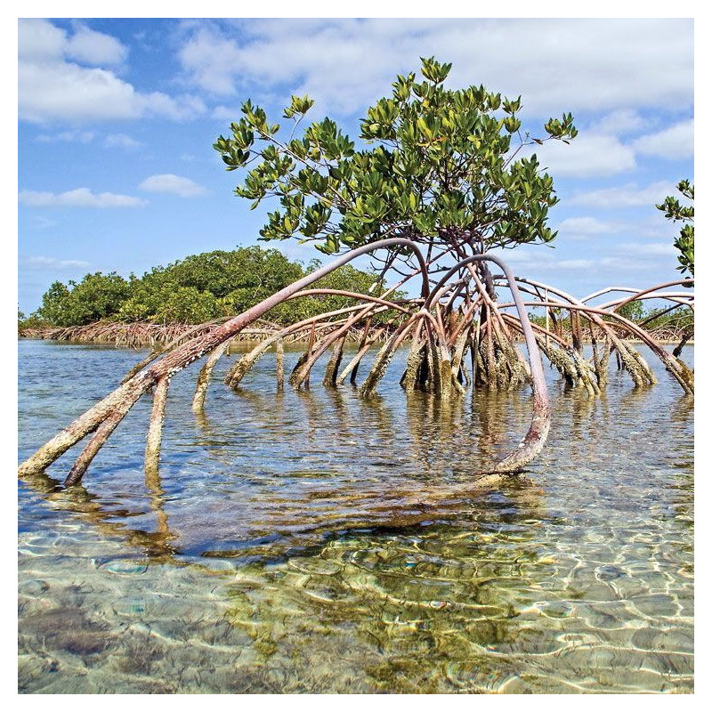 Palétuvier rouge, mangle-chandelle, Rhizophora mangle, Arbre roi de la mangrove, tiri wai, togo, apareiba, candelón
