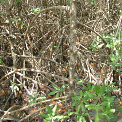 Palétuvier rouge, mangle-chandelle, Rhizophora mangle, Arbre roi de la mangrove, tiri wai, togo, apareiba, candelón