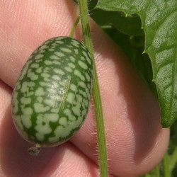 Graines Bio - Cucamelon (Concombre du Mexique) – Jardiniers du goût