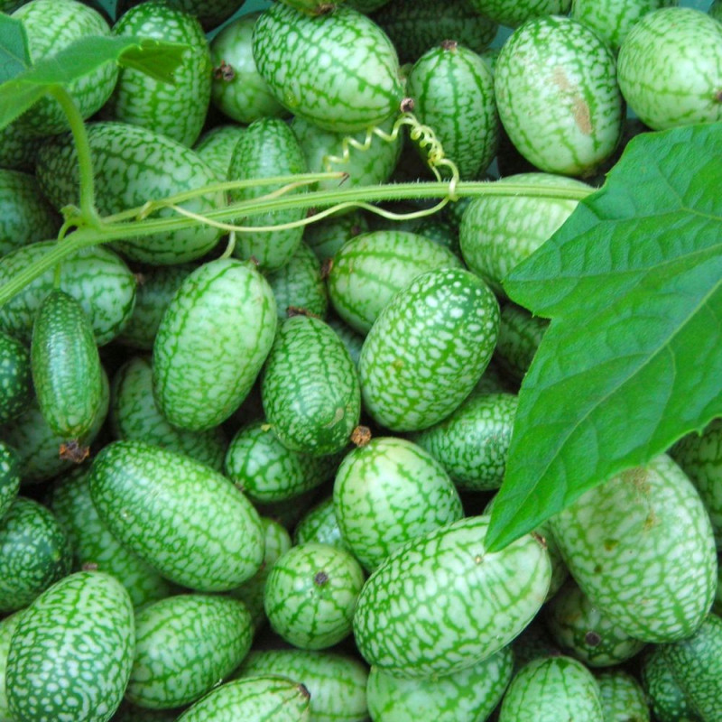 Mini Concombre Mexicain (scabra De Melothria) Image Stock - Image Du