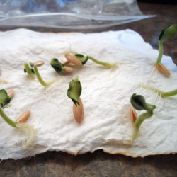 Cucamelon, Melothria scabra : semis, culture, recette