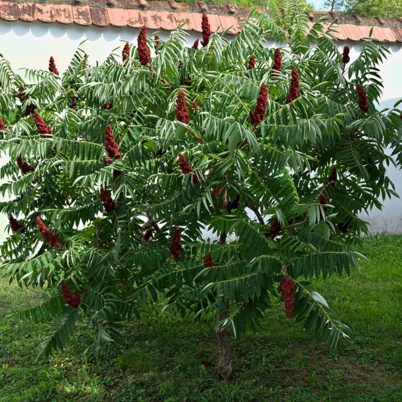 10 graines Sumac des corroyeurs (Rhus coriaria Somacco Siciliano)
