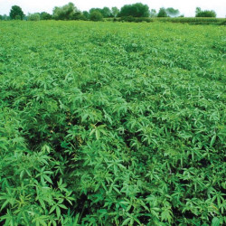 chanvre de Bombay Deccan Guinée Gambo roselle, jute de Java Siam, kénaf, ketmie, Hibiscus cannabinus