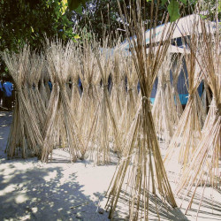 chanvre de Bombay Deccan Guinée Gambo roselle, jute de Java Siam, kénaf, ketmie, Hibiscus cannabinus sechage