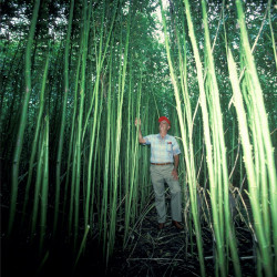 chanvre de Bombay Deccan Guinée Gambo roselle, jute de Java Siam, kénaf, ketmie, Hibiscus cannabinus plantation