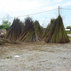 chanvre de Bombay Deccan Guinée Gambo roselle, jute de Java Siam, kénaf, ketmie, Hibiscus cannabinus sechage