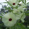 chanvre de Bombay Deccan Guinée Gambo roselle, jute de Java Siam, kénaf, ketmie, Hibiscus cannabinus fleurs floraison