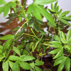 chanvre de Bombay Deccan Guinée Gambo roselle, jute de Java Siam, kénaf, ketmie, Hibiscus cannabinus plant