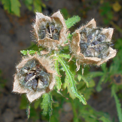 chanvre de Bombay Deccan Guinée Gambo roselle, jute de Java Siam, kénaf, ketmie, Hibiscus cannabinus graines seeds