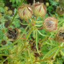 chanvre de Bombay Deccan Guinée Gambo roselle, jute de Java Siam, kénaf, ketmie, Hibiscus cannabinus raines seeds