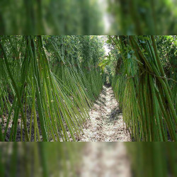 chanvre de Bombay Deccan Guinée Gambo roselle, jute de Java Siam, kénaf, ketmie, Hibiscus cannabinus plantation