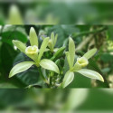 Vanille Vanilla planifolia Orchidée Vanillier Bourbon fleurs plantation