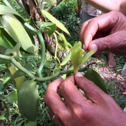 Vanille Vanilla planifolia Orchidée Vanillier Bourbon fleurs fécondation à la main