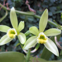 Vanille Vanilla planifolia Orchidée Vanillier Bourbon fleurs floraison